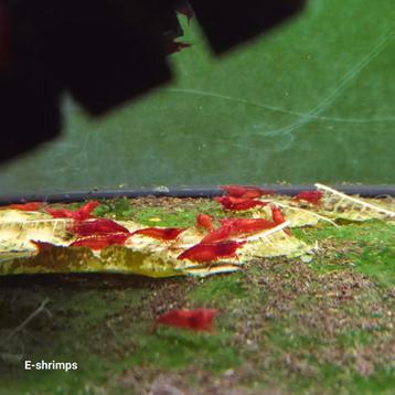 Rode | Bloody Mary OE (Red Demon) Neocaridina-garnalen  beschikbaar voor biedingen