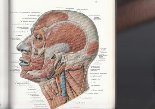 anatomie:  Sobotta - Atlas der Anatomie des Menschen., Boeken, Wetenschap, Nieuw, Natuurwetenschap, Ophalen of Verzenden
