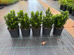 Euonymus green spire. Buxus vervanger., Ophalen of Verzenden, Zomer, Overige soorten, Halfschaduw