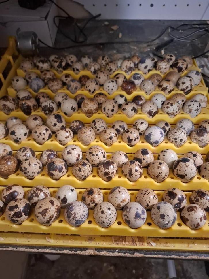 Broedeieren chinese en japanse kwartels, Dieren en Toebehoren, Pluimvee, Overige soorten, Meerdere dieren