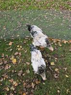 3 hanen Brahma  juni 2025 uitgekomen, Dieren en Toebehoren, Pluimvee, Mannelijk, Kip