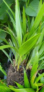 TRACHYCARPUS  FORTUNEI  1,00, Ophalen of Verzenden, Zomer, Overige soorten, Volle zon