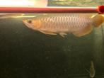 Super Red Arowana, Dieren en Toebehoren, Vissen | Aquariumvissen, Vis