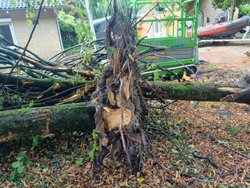 Haardhout 3 leilinden bomen gratis op te halen beschikbaar voor biedingen