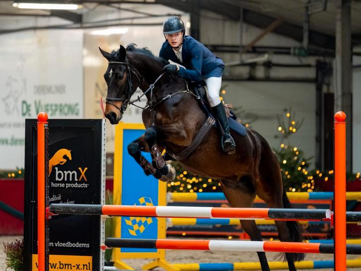 Fijn springpaard/all rounder, Dieren en Toebehoren, Paarden, Merrie, B, 165 tot 170 cm, 7 tot 10 jaar, Springpaard, Met stamboom