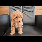 Schattige toypoedel pup (teefje), Dieren en Toebehoren, Poedel, CDV (hondenziekte), 8 tot 15 weken, Teef