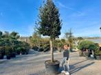 Steeneik 35/40 cm stamomtrek - Quercus ilex 35/40 te koop!!!, Zomer, 400 cm of meer, Volle zon, In pot