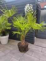 Palmboom, Ophalen, Volle zon, Overige soorten, 100 tot 250 cm