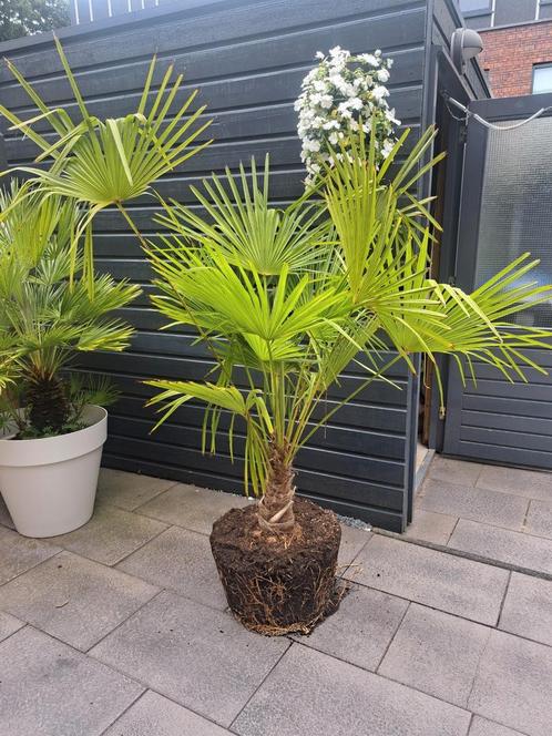Palmboom, Tuin en Terras, Planten | Bomen, Overige soorten, 100 tot 250 cm, Volle zon, Ophalen