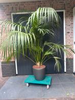 Mooie grote palm in pot ø43 met aquasystem, Zomer, Volle zon, In pot, Overige soorten