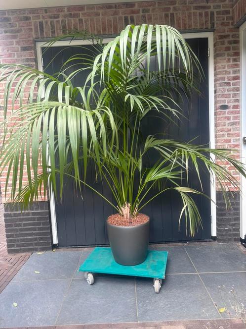 Mooie grote palm in pot ø43 met aquasystem, Tuin en Terras, Planten | Bomen, Overige soorten, Volle zon, Zomer, In pot, Ophalen of Verzenden