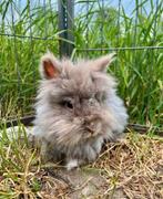 Beyoncé zoekt een huisje! (Voedster gesteriliseerd), Dieren en Toebehoren, Konijnen, Vrouwelijk, Klein, 6 tot 8 jaar