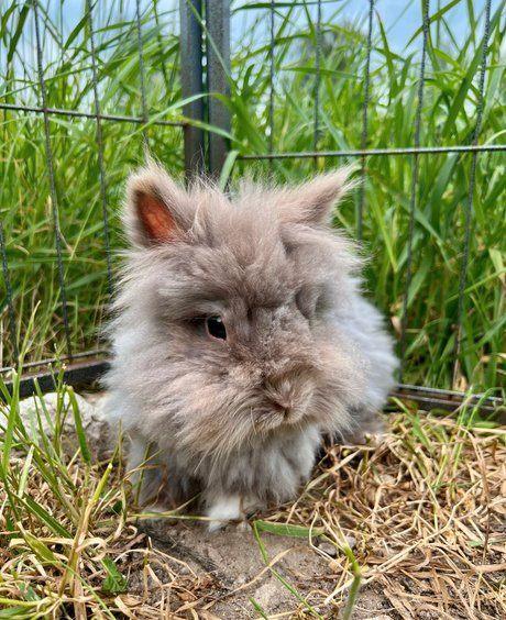 Beyoncé zoekt een huisje! (Voedster gesteriliseerd), Dieren en Toebehoren, Konijnen, Klein, Vrouwelijk, 6 tot 8 jaar