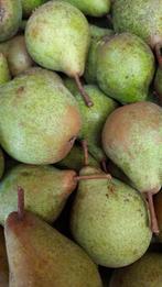 Stoofpeer: Winterriet, Ophalen