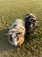 4 drachtige bonte ooien, Dieren en Toebehoren, Vrouwelijk, Schaap, 0 tot 2 jaar