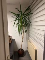 Mooie grote yucca kamerplant, Huis en Inrichting, Kamerplanten, In pot, Yucca, 150 tot 200 cm, Groene kamerplant