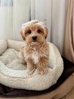 Premium maltipoo f1 pup reutje micro, Dieren en Toebehoren, Honden | Chihuahua's en Gezelschapshonden, Particulier, Rabiës (hondsdolheid)