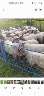 Schapenwol fijne wol rouge bonte, Dieren en Toebehoren, Schapen, Geiten en Varkens, Meerdere dieren, Schaap