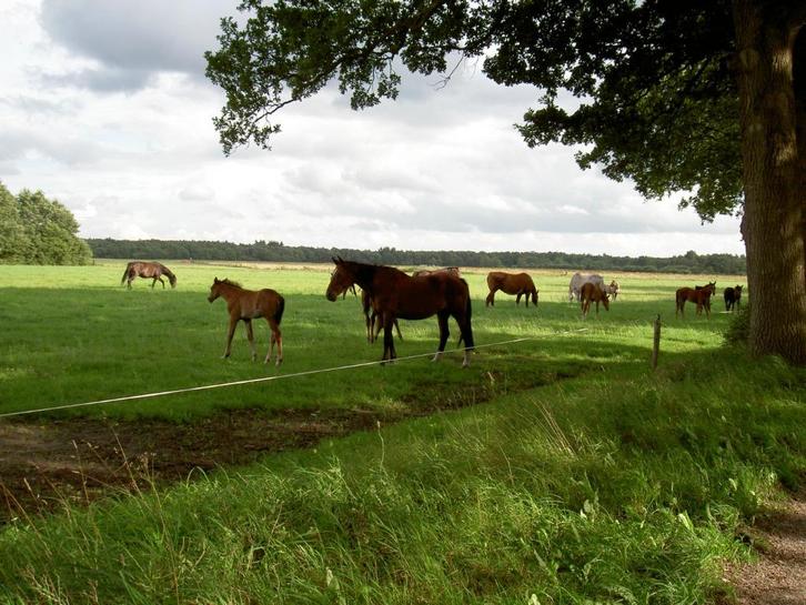 Gezocht: Pensionstalling voor E-pony omgeving Zuidlaren, Dieren en Toebehoren, Stalling en Weidegang, Stalling, Weidegang, 1 paard of pony