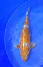 Doitsu Ochiba, Dieren en Toebehoren, Karper of Koi