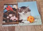 Leuke poes met bal, Verzenden, Gelopen, Hond of Kat