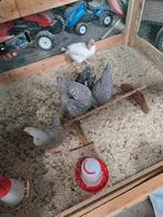 Diverse hanen  te koop, Dieren en Toebehoren, Pluimvee, Mannelijk, Kip