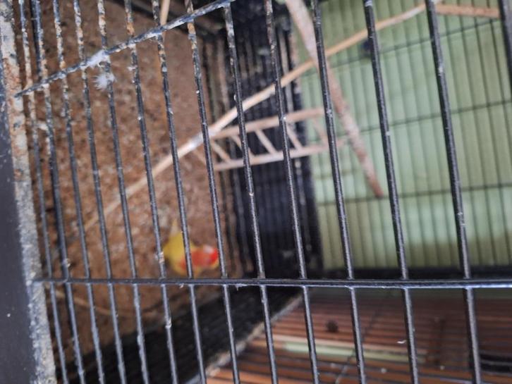 agapornis, Dieren en Toebehoren, Vogels | Parkieten en Papegaaien, Dwergpapegaai of Agapornis, Geslacht onbekend