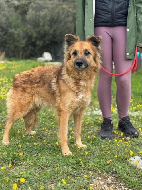 Anna, een erg lief, sociaal, vriendelijk meisje...., Dieren en Toebehoren, Honden | Niet-rashonden, Middel, Teef, Particulier