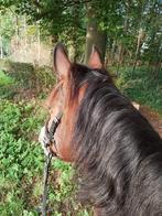 Stalling pony's, Stalling