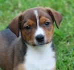 Kruising Appenzeller/welsh sheepdog pups, Dieren en Toebehoren, Honden | Herdershonden en Veedrijvers, Sheepdog, Meerdere, Meerdere dieren
