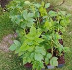 Herfst-framboos 'Fallgold', Tuin en Terras, Planten | Fruitbomen, Ophalen, Minder dan 100 cm, Overige soorten, Volle zon