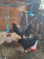 Jonge Barnevelder haan dubbel gezoomd goudkleurig., Dieren en Toebehoren, Oktober, Mannelijk