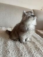 Birtse korthaar+langhaar kittens, Meerdere dieren, 0 tot 2 jaar