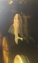 Longfin ancistrus snowwhite, Dieren en Toebehoren, Vis, Zoetwatervis