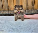 Pomeriaan bear face pups mogen verhuizen, Overige rassen, 8 tot 15 weken, Meerdere, Meerdere dieren