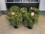 Rhododendron hybride mix kleuren vol knop, Vaste plant, Halfschaduw, Lente, Ophalen