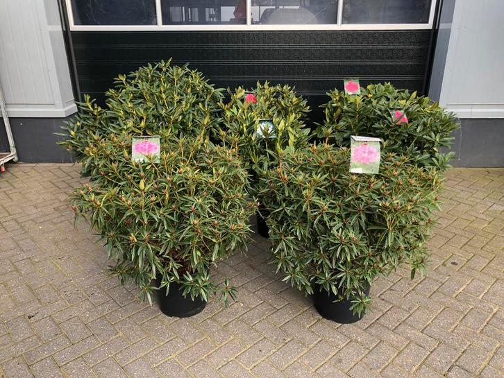 Rhododendron hybride mix kleuren vol knop, Tuin en Terras, Planten | Tuinplanten, Vaste plant, Overige soorten, Halfschaduw, Lente