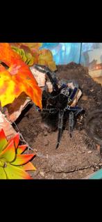 Pamphobeteus antinous tatantula volwassen man, Dieren en Toebehoren, Insecten en Spinnen, Spin of Schorpioen