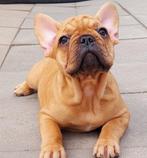 Prachtige Franse Bulldog pups met stamboom, Dieren en Toebehoren, Honden | Bulldogs, Pinschers en Molossers, België, Particulier