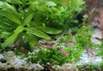 Red rili garnalen 10 voor €10, Kreeft, Krab of Garnaal