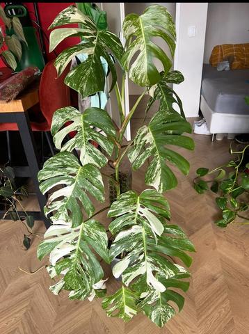 Monstera Albo Variegata op Mospaal beschikbaar voor biedingen