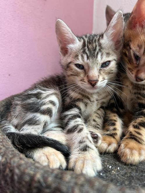 LAATSTE 3 BENGAAL MARBLE KITTENS, Dieren en Toebehoren, Katten en Kittens | Raskatten | Korthaar, Meerdere dieren, 0 tot 2 jaar