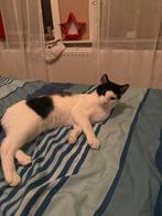 Kat, zwart en wit, Dieren en Toebehoren, Katten en Kittens | Overige Katten, Kater, Kortharig, 0 tot 2 jaar