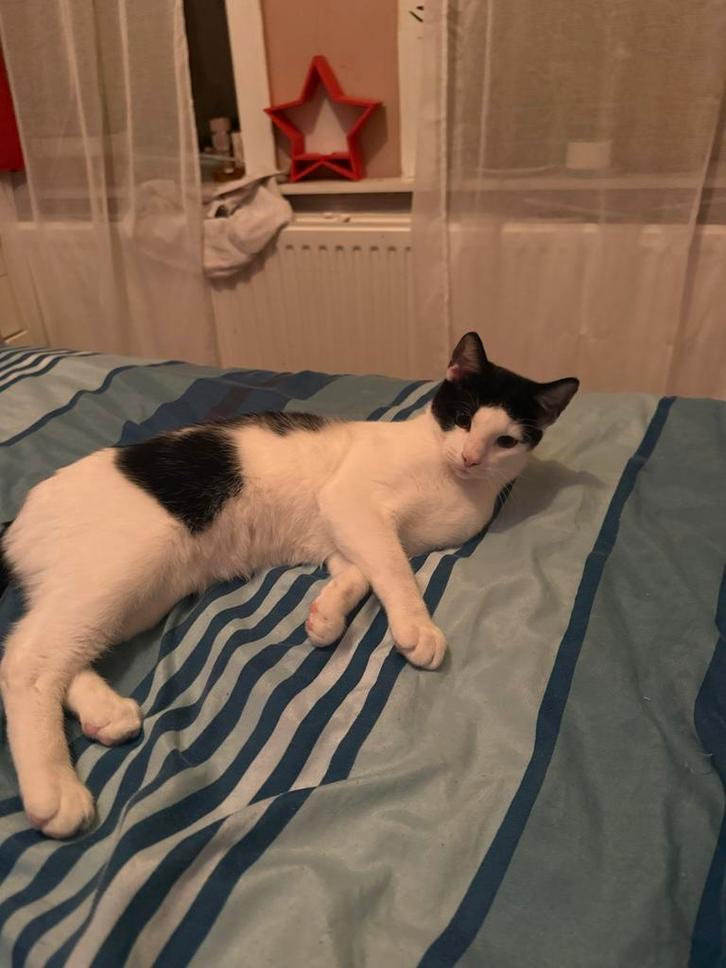 Kat, zwart en wit, Dieren en Toebehoren, Katten en Kittens | Overige Katten, Kortharig, Kater, 0 tot 2 jaar