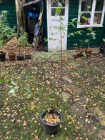 Zilverberk (1.5m, 4jr), Bloeit niet, Halfschaduw, Overige soorten, 100 tot 250 cm