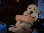 Golden retriever teefje, Dieren en Toebehoren, Golden retriever, 8 tot 15 weken, Teef, Eén hond