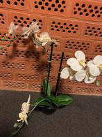 Mooie kunst orchidee, Ophalen, Zo goed als nieuw