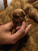Prachtige raszuivere chihuahua pups!!!, Dieren en Toebehoren, CDV (hondenziekte), 8 tot 15 weken, Meerdere, Meerdere dieren