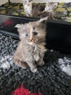 Maine coon kittens, Dieren en Toebehoren, Katten en Kittens | Raskatten | Langhaar, Meerdere dieren, Gechipt