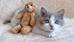 Britse korthaar kitten met stamboom, Dieren en Toebehoren, Katten en Kittens | Raskatten | Korthaar, Kater, Met stamboom, 0 tot 2 jaar